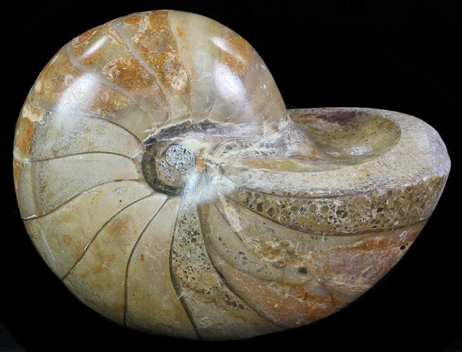 Polished Nautilus Fossil - Madagascar #67915